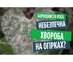 Борошниста роса на огірках? Що робити, як боротися і якими засобами обробити.