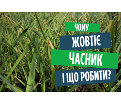 Можете втратити весь урожай: чим підгодувати часник, якщо він жовтіє