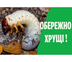 Хрущ або травневий жук як боротися зі шкідником