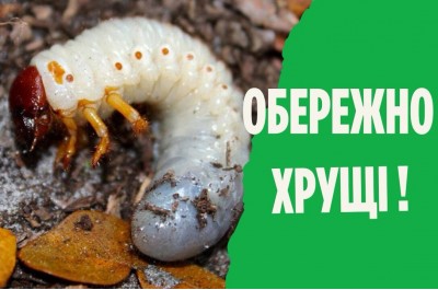 Хрущ або травневий жук як боротися зі шкідником