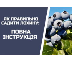 Як ПРАВИЛЬНО посадити лохину: покрокова інструкція на 15 років