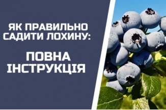 Як ПРАВИЛЬНО посадити лохину: покрокова інструкція на 15 років
