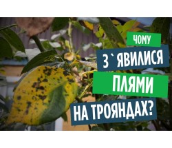 Несправжня борошниста роса (пероноспороз) на трояндах: симптоми, профілактика, лікування!