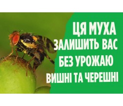 Вишнева муха - методи боротьби та обробка від вишневої мухи