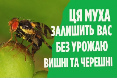 Вишнева муха - методи боротьби та обробка від вишневої мухи