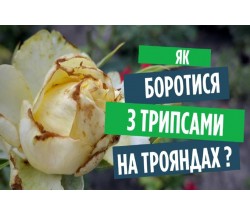 Трипси на трояндах? Ефективні методи боротьби з ними.