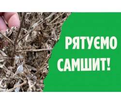 Самшитова вогнівка та методи боротьби