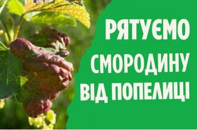 Як боротися з галовою попелицею на смородині?