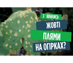 Чому жовтіє листя огірків? Пероноспороз (несправжня борошниста роса). Методи боротьби з хворобою