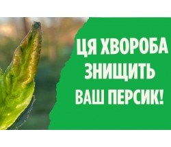 Боротьба з кучерявістю листя персика