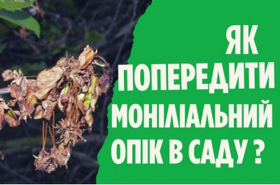 Моніліоз кісточкових і боротьба з ним